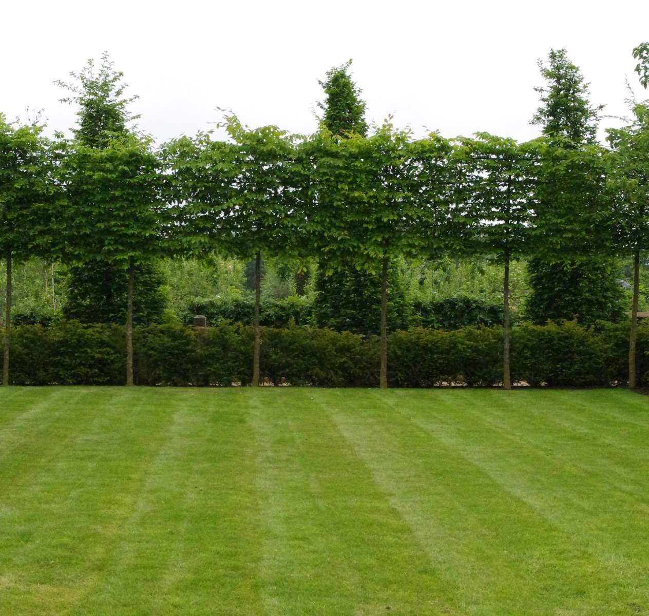 Screening with trees and hedges Nicholson Nurseries