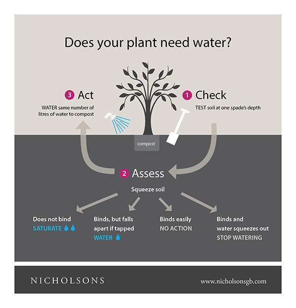 Does Your Plant Need Water