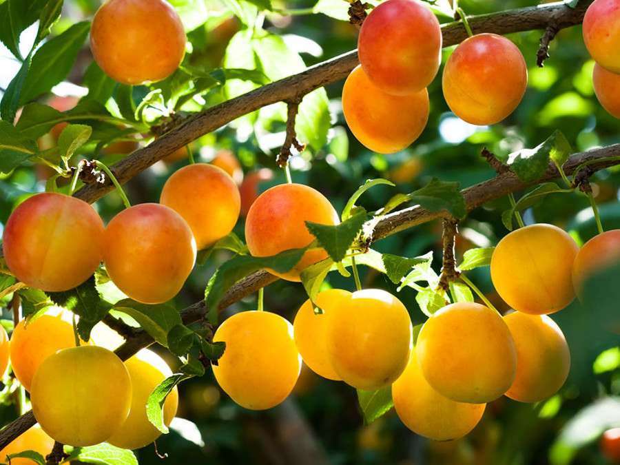 Gardening Guides Nicholsons Plants, Forestry & Landscapes, Oxfordshire