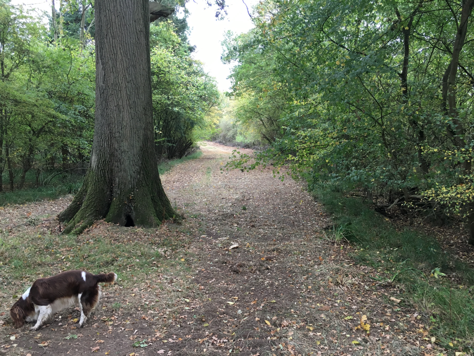 Wicken-Wood—Ride-after-mowing