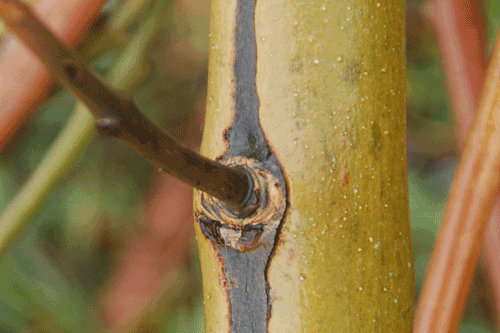 Ash Dieback