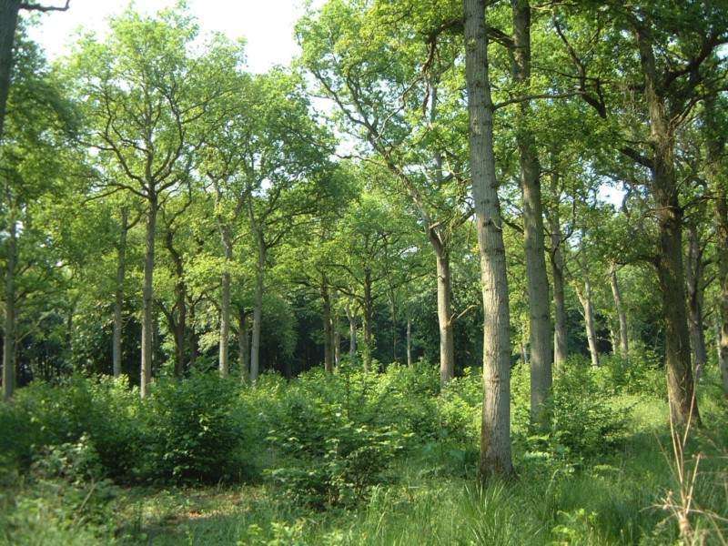 Forestry Gallery
