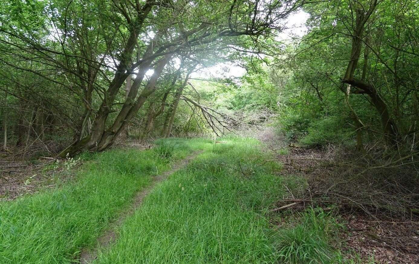 neglected wicken