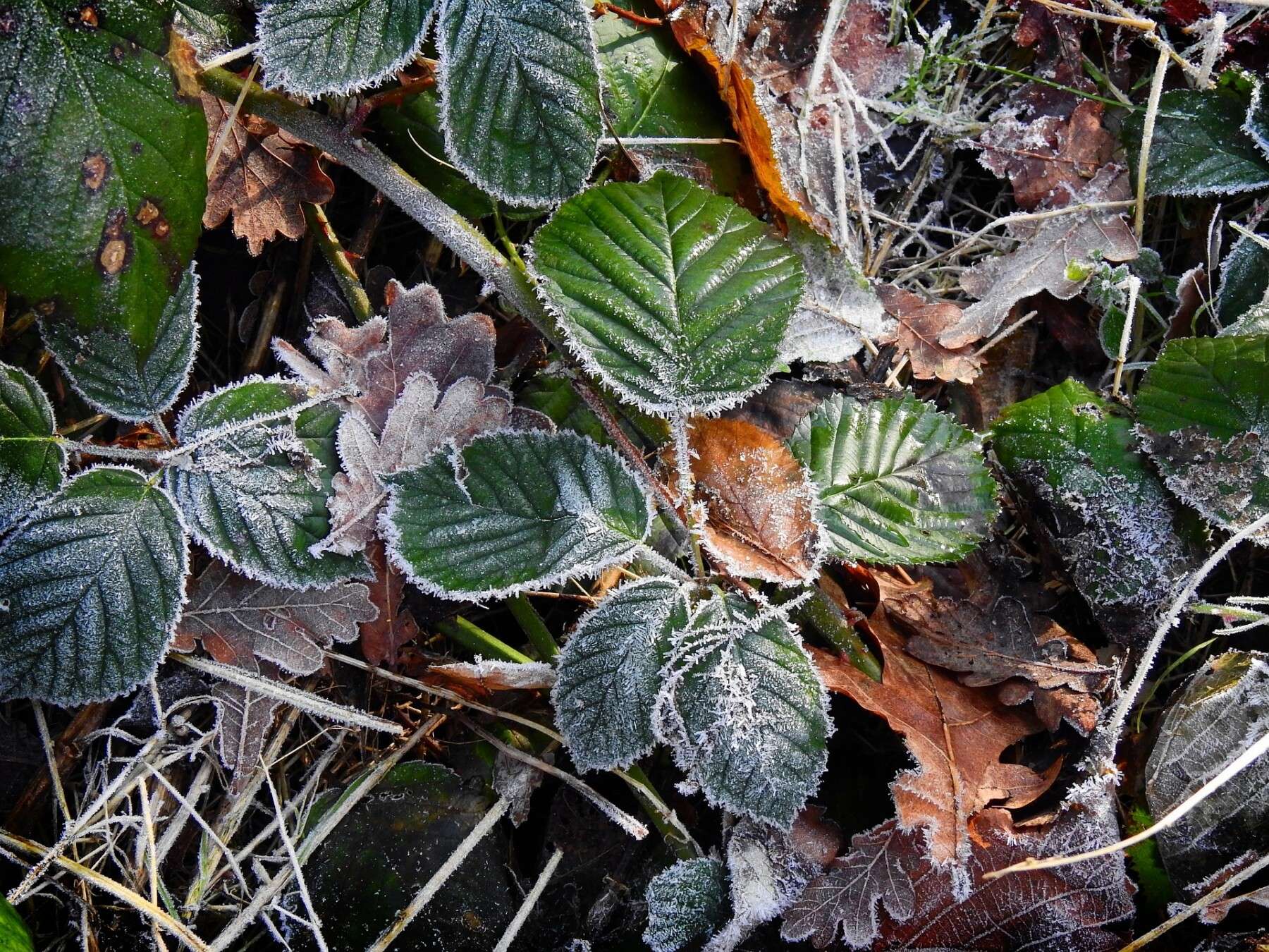 Frosty leaves Frosty leaves