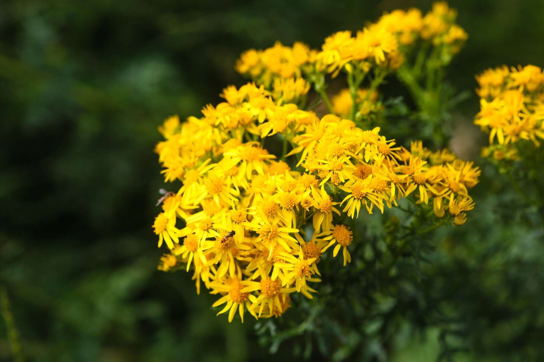 Ragwort