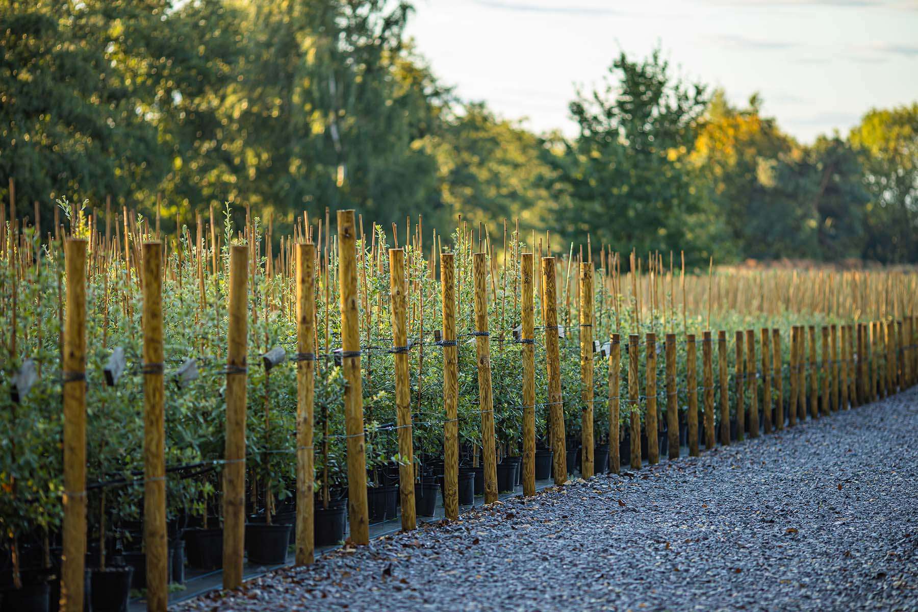 Nicholsons Plant Centre Nicholsons Plant Centre