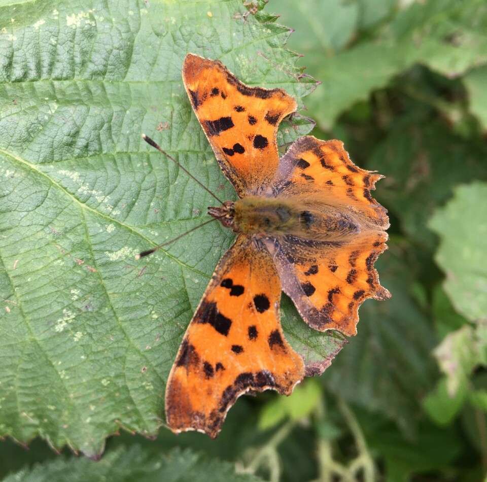 Comma