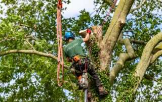 Nicholsons Arboriculture