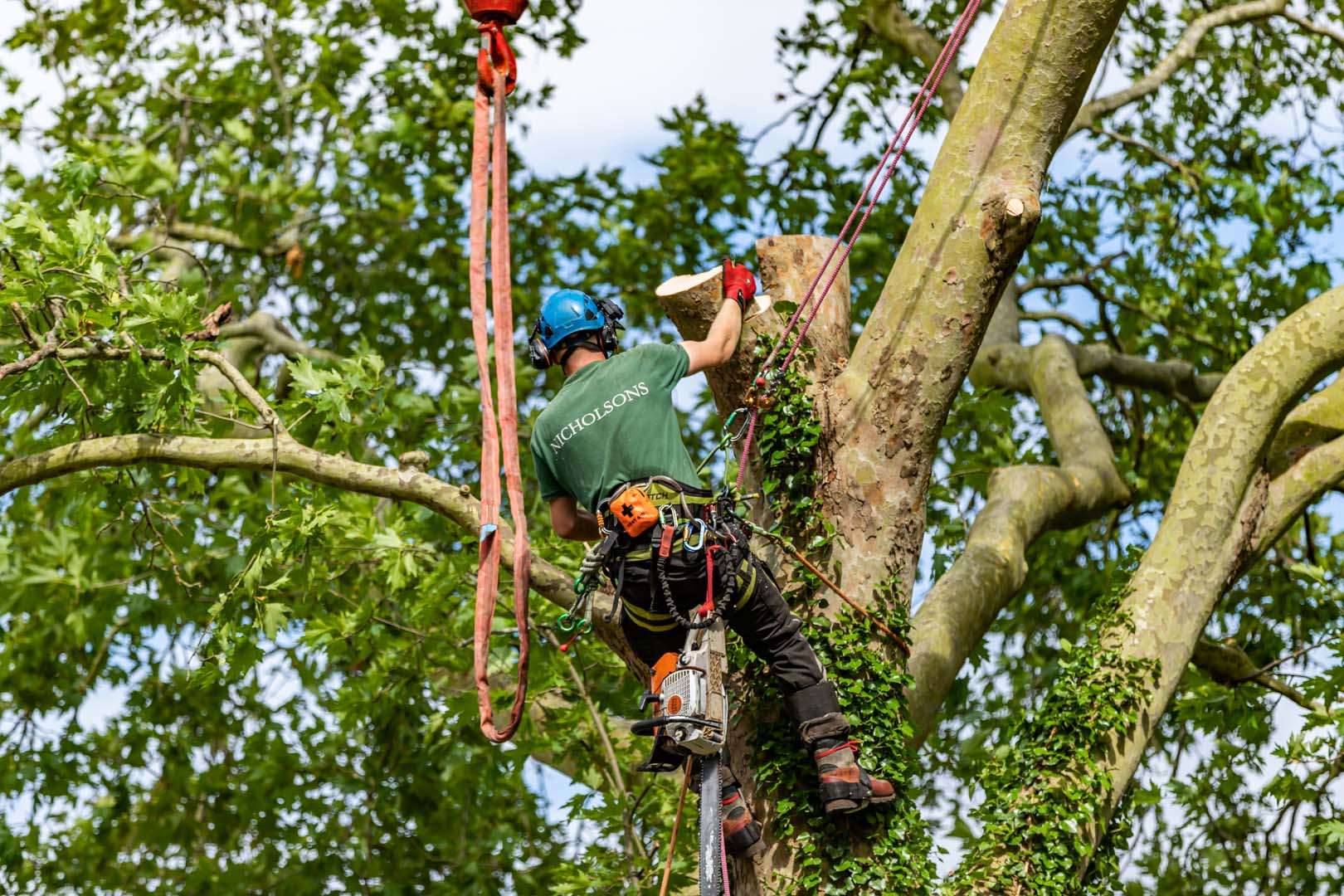 Nicholsons Arboriculture Nicholsons Arboriculture