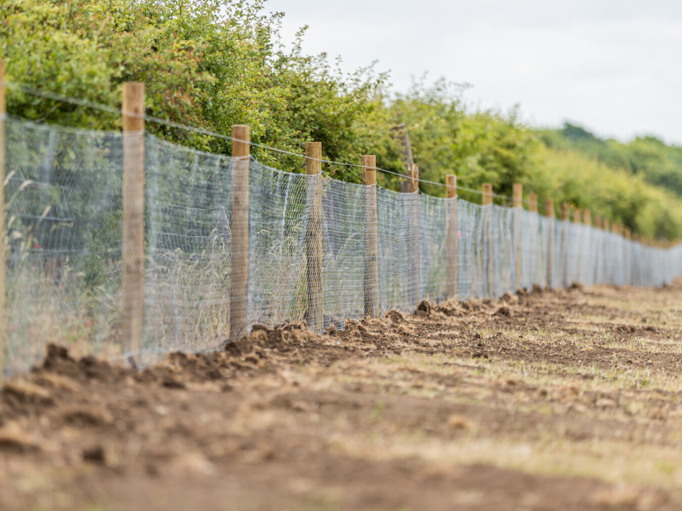 Deer Fencing Construction Portfolio