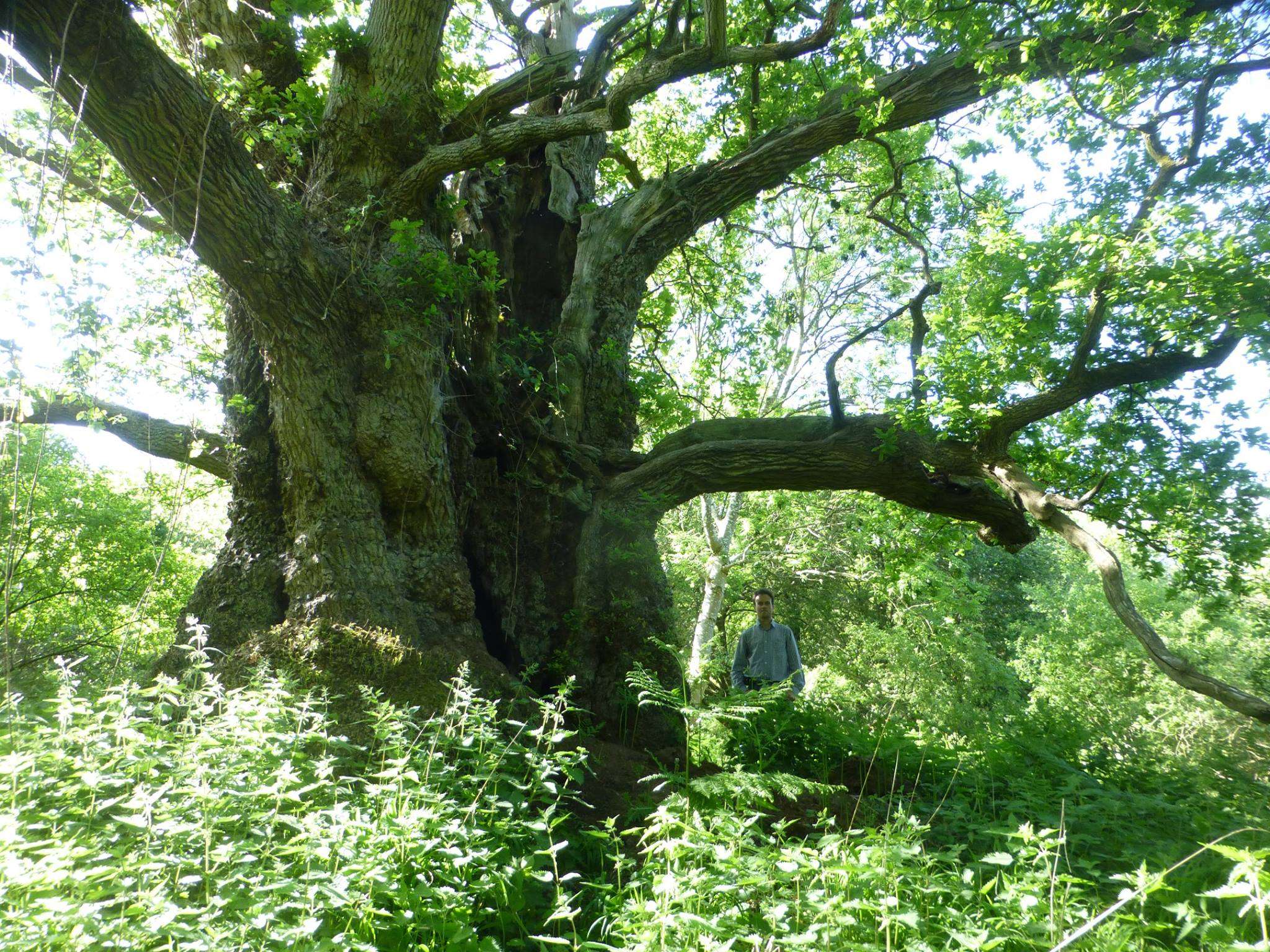 Oxfordshire oak