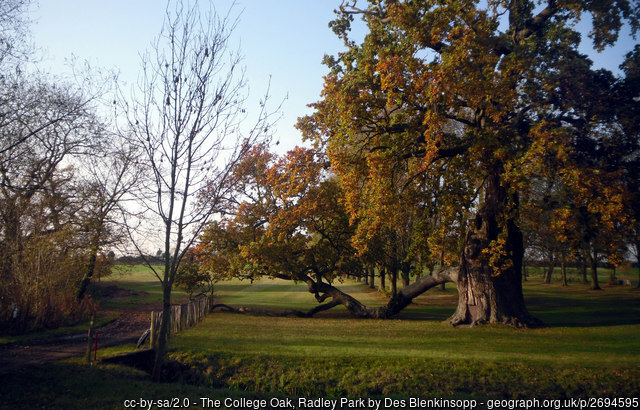 Pedigree Oak Trees of Provenance: 'Oaklings' with Special Lineages, with Benedict Pollard