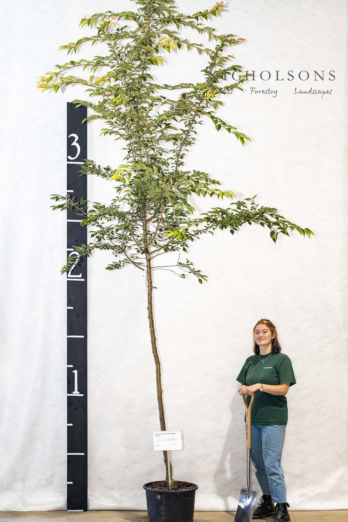 Specimen Trees Gallery