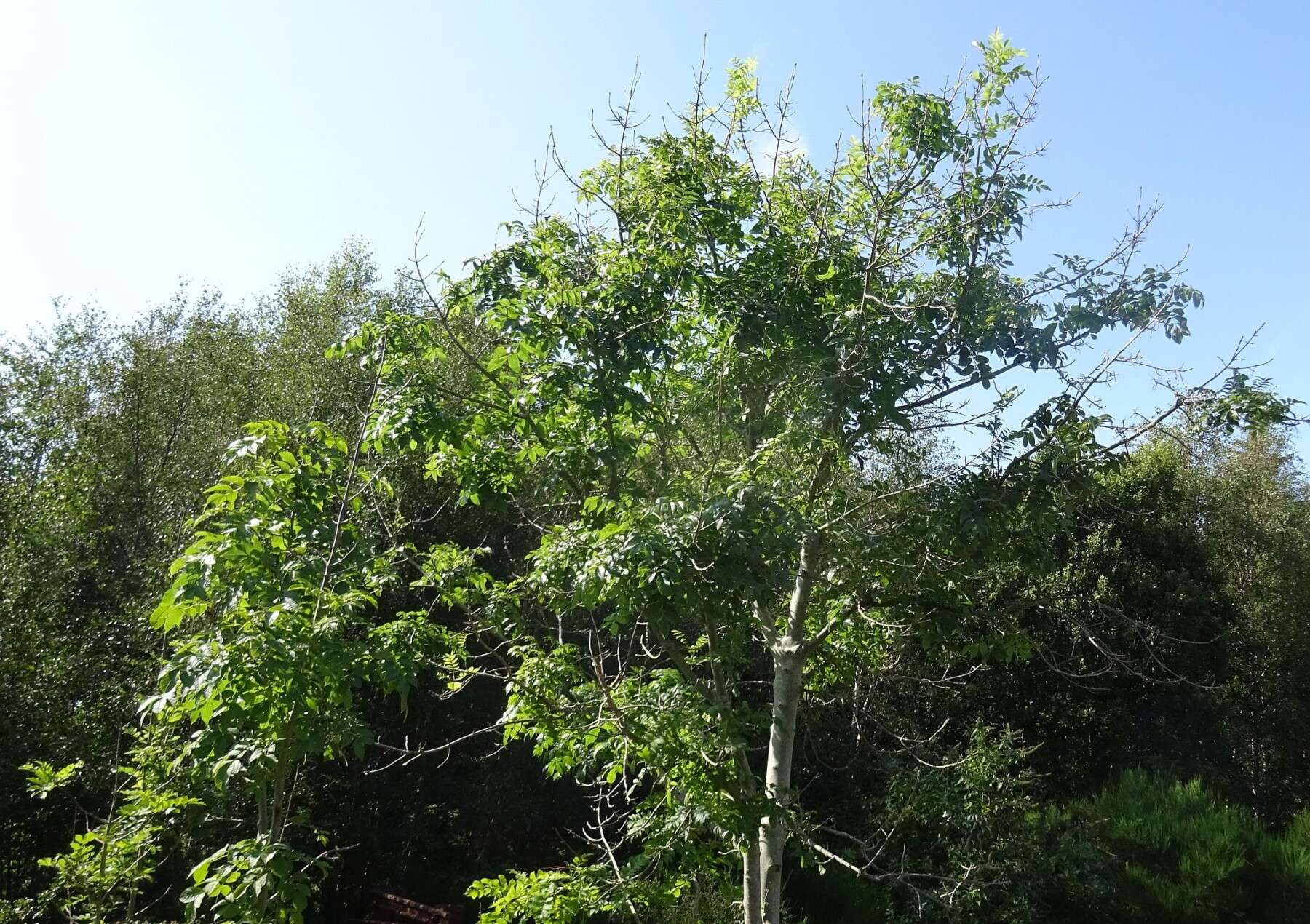 Ash Dieback 1