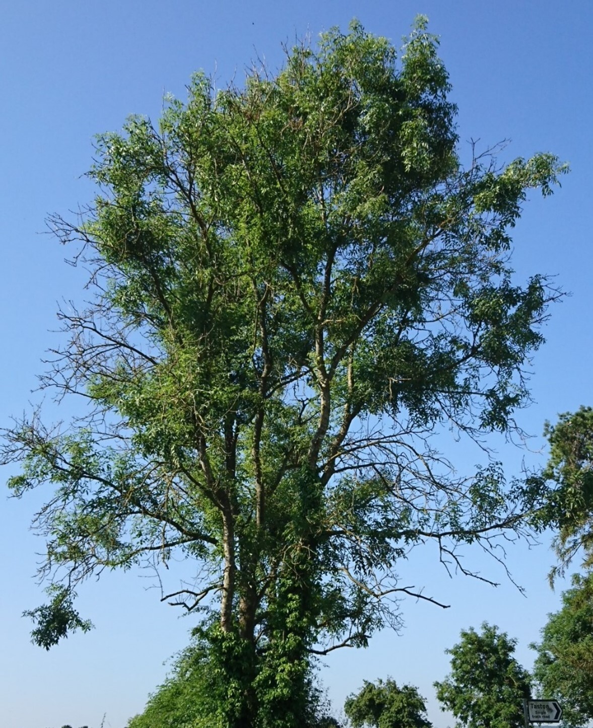 Ash Dieback: A Painful Reality
