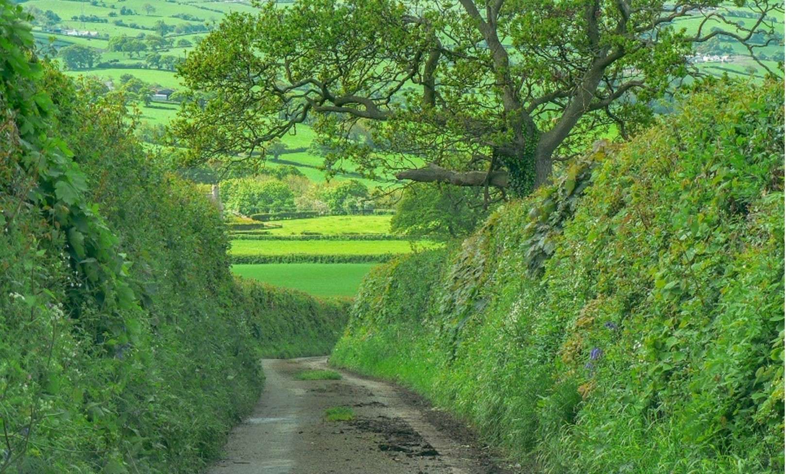 Road hedgerow