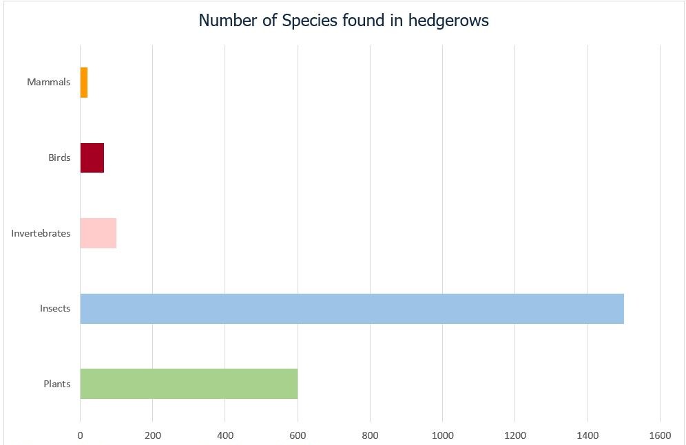 Why Are Hedgerows So Important?