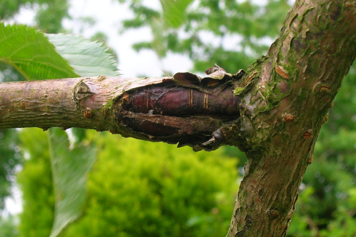 Bacterial Canker