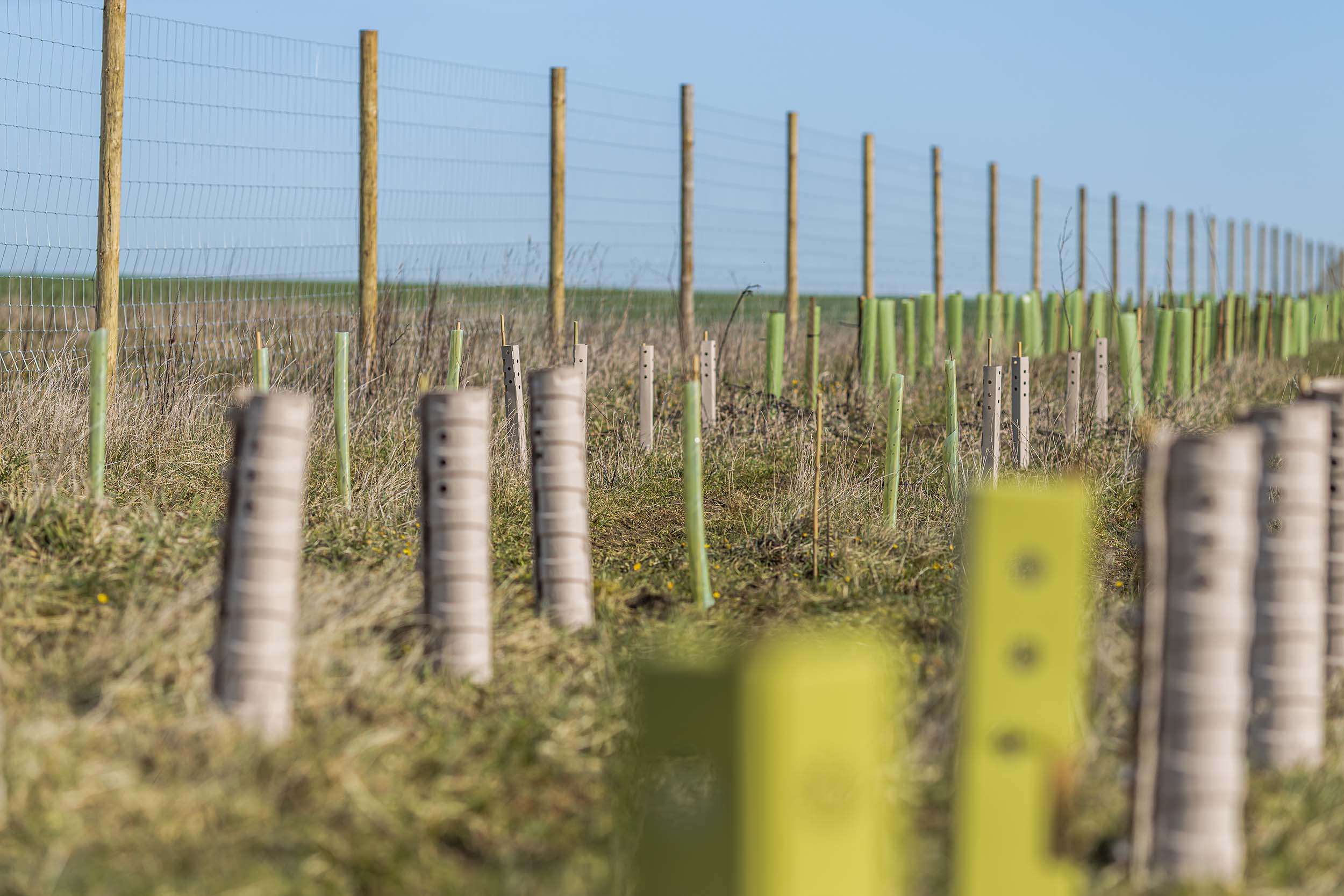 Biodegradeable tree guards