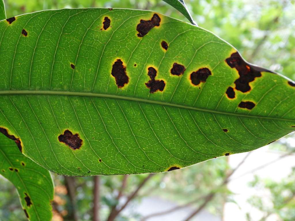 Black spot