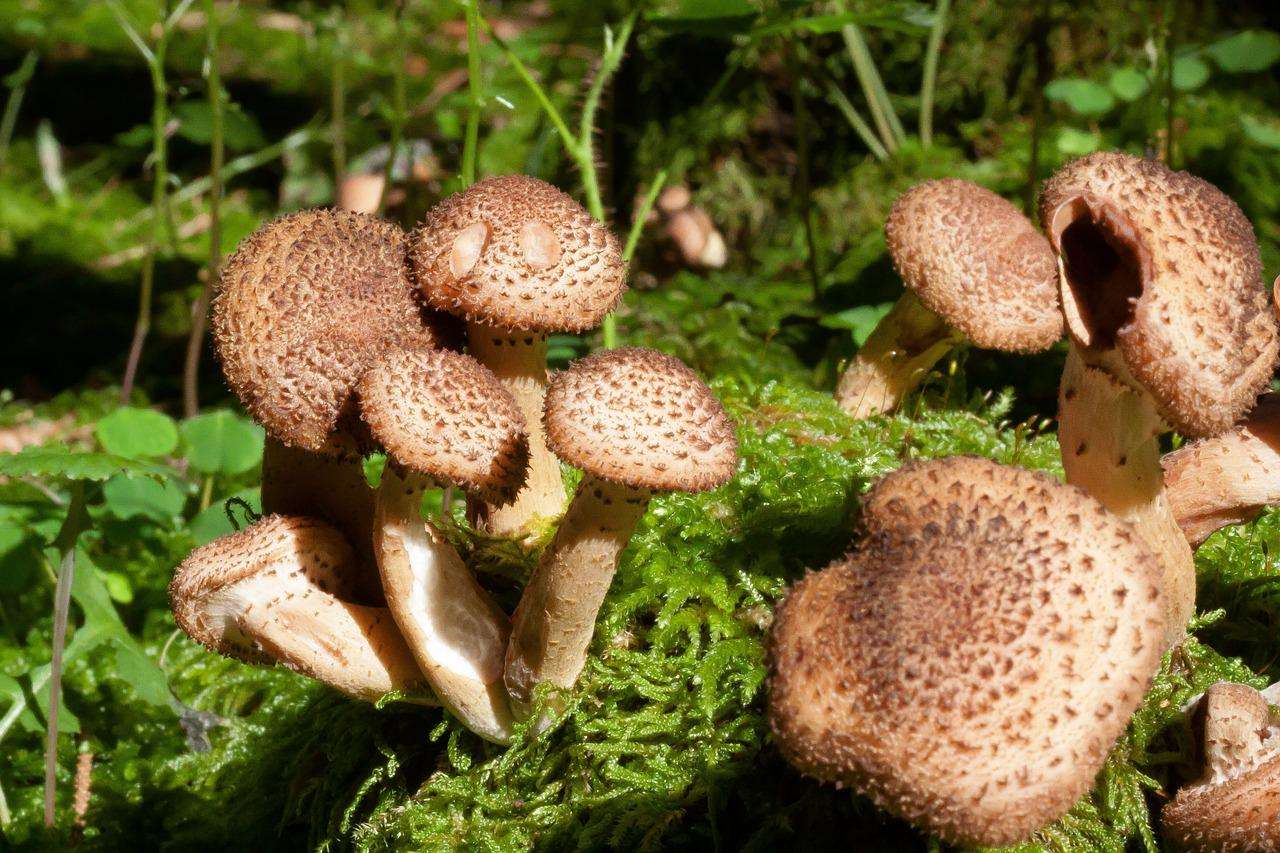 Honey fungus