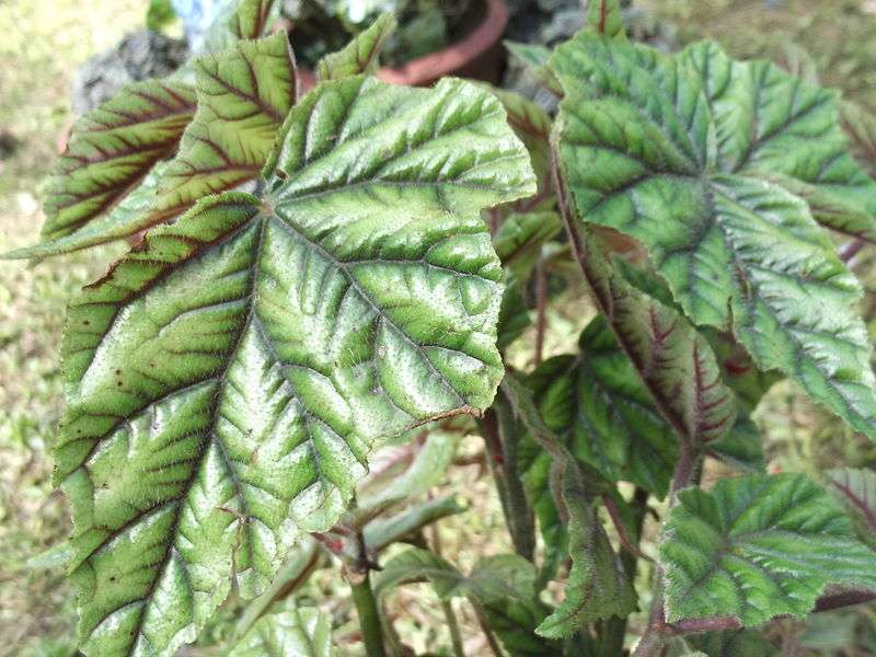 Magnesium deficiency