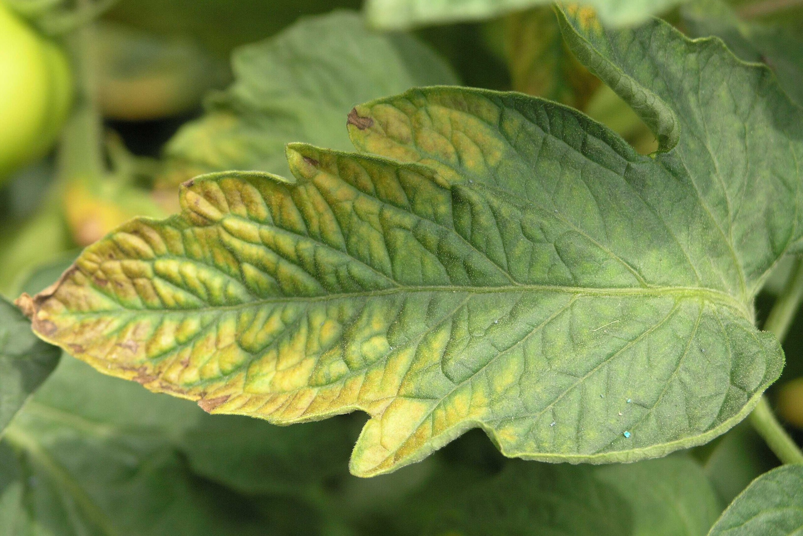 Dealing with Plant Diseases