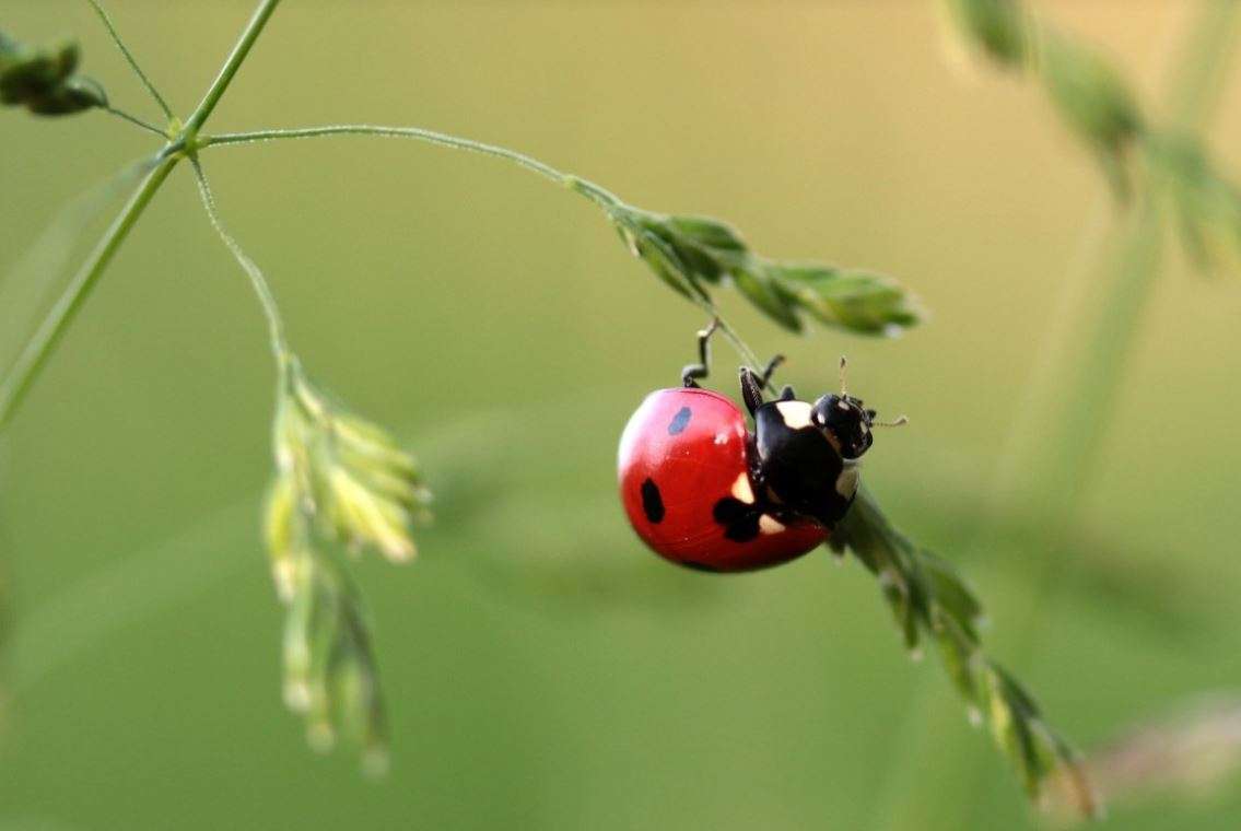 Ladybug