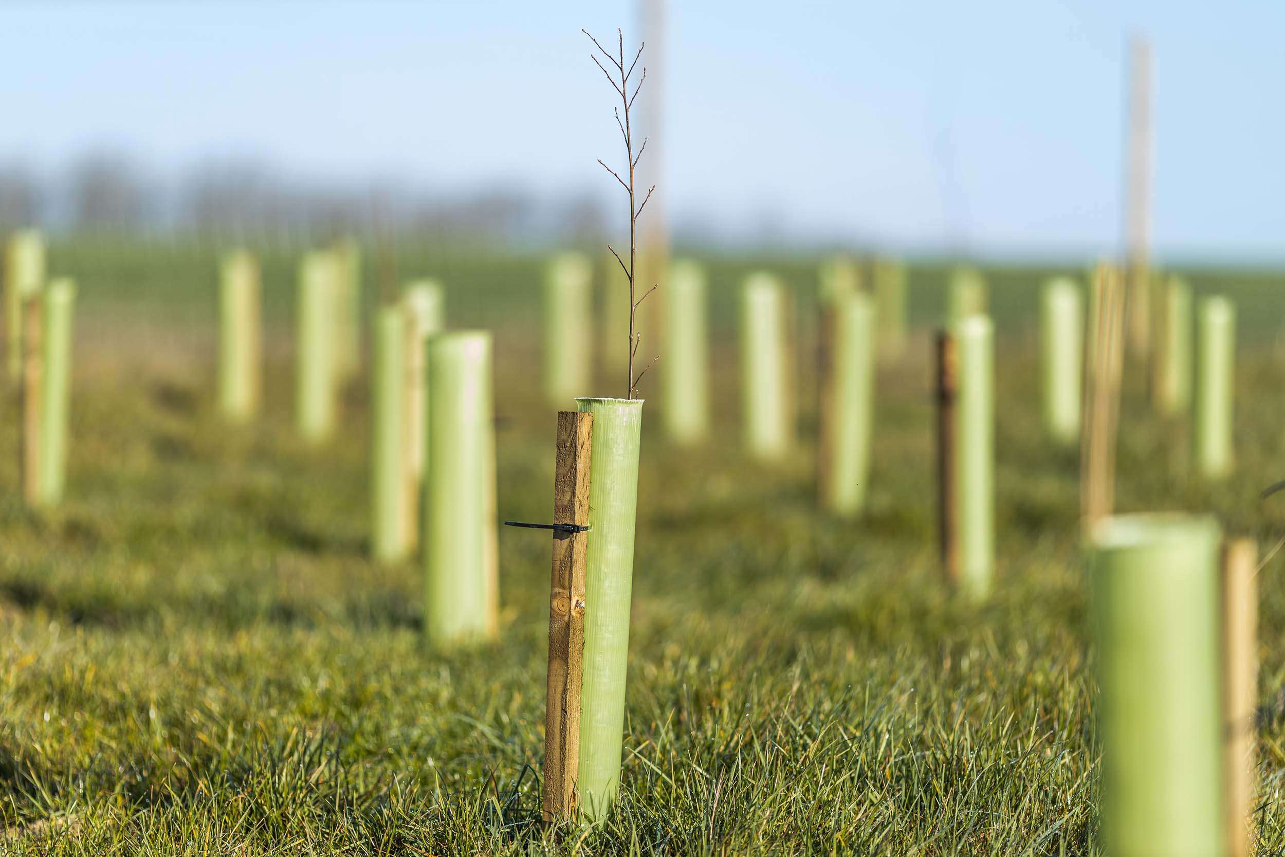 Plastic tree guards