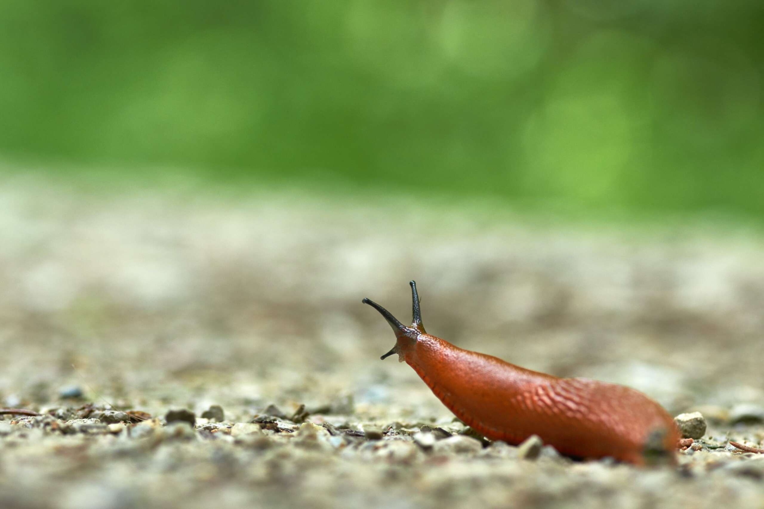 wolfgang-hasselmann-_IQjEv–6sE-unsplash