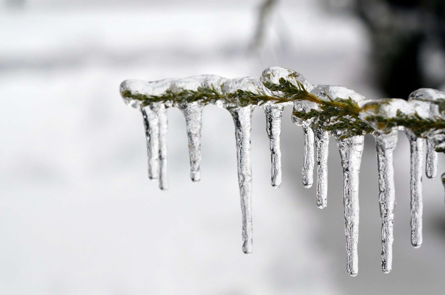 Winter tree care