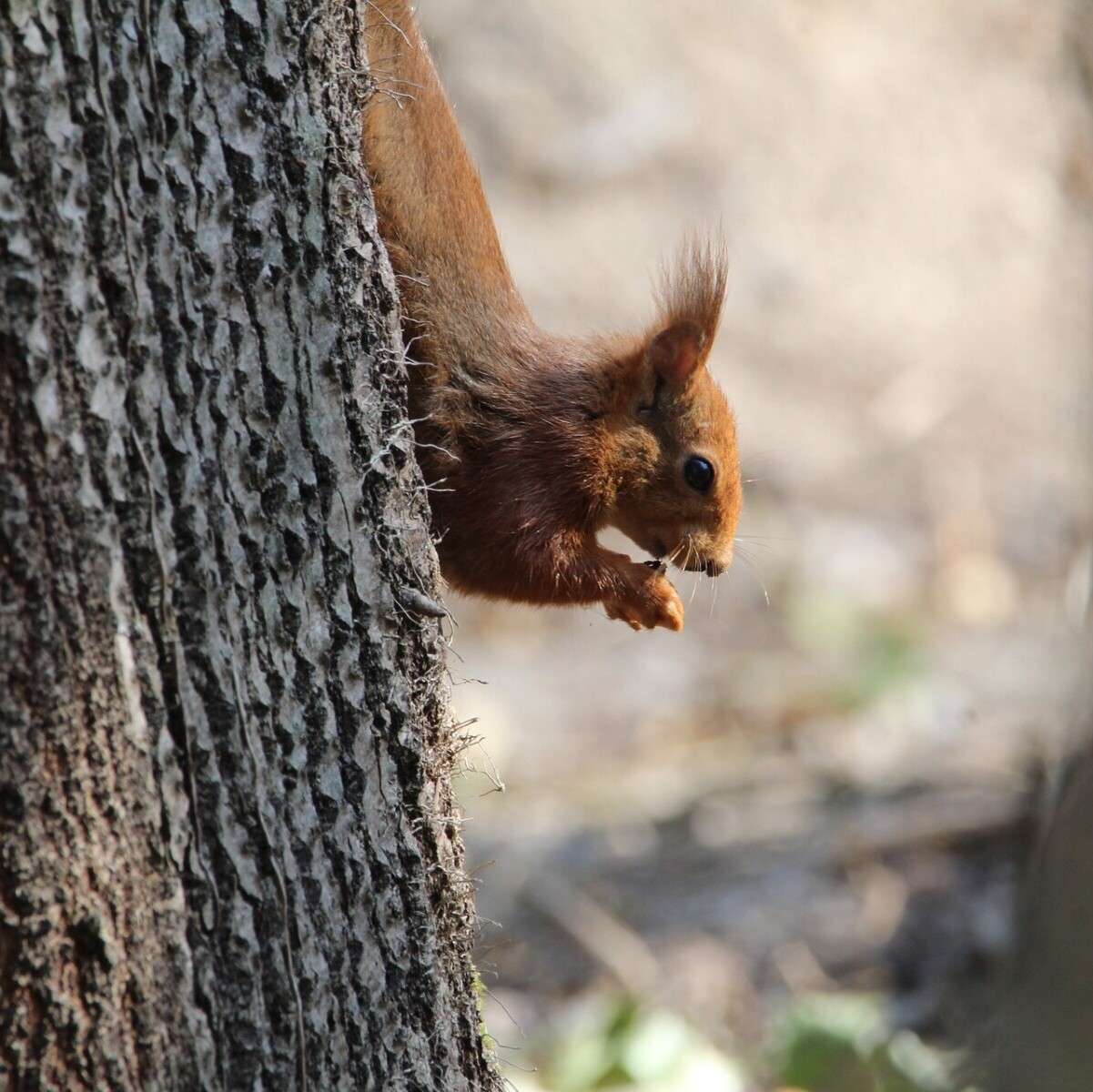 squirrel-7132780_1920