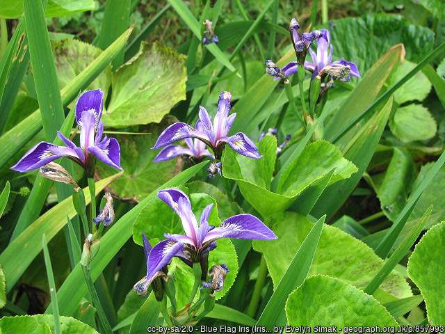 Blue Flag Iris