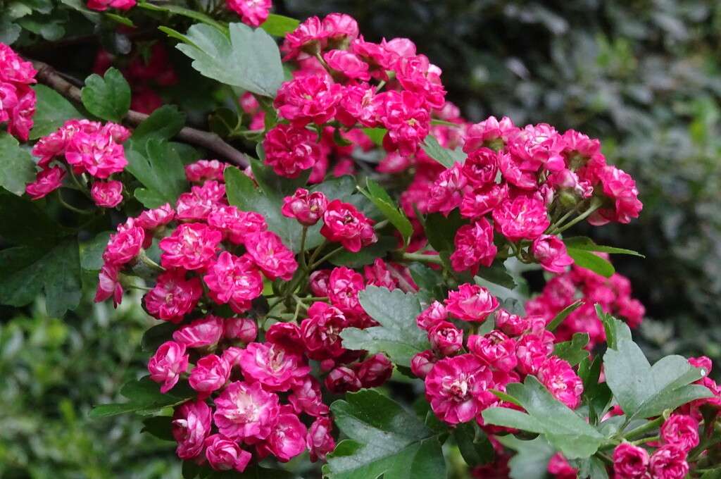 Crataegus