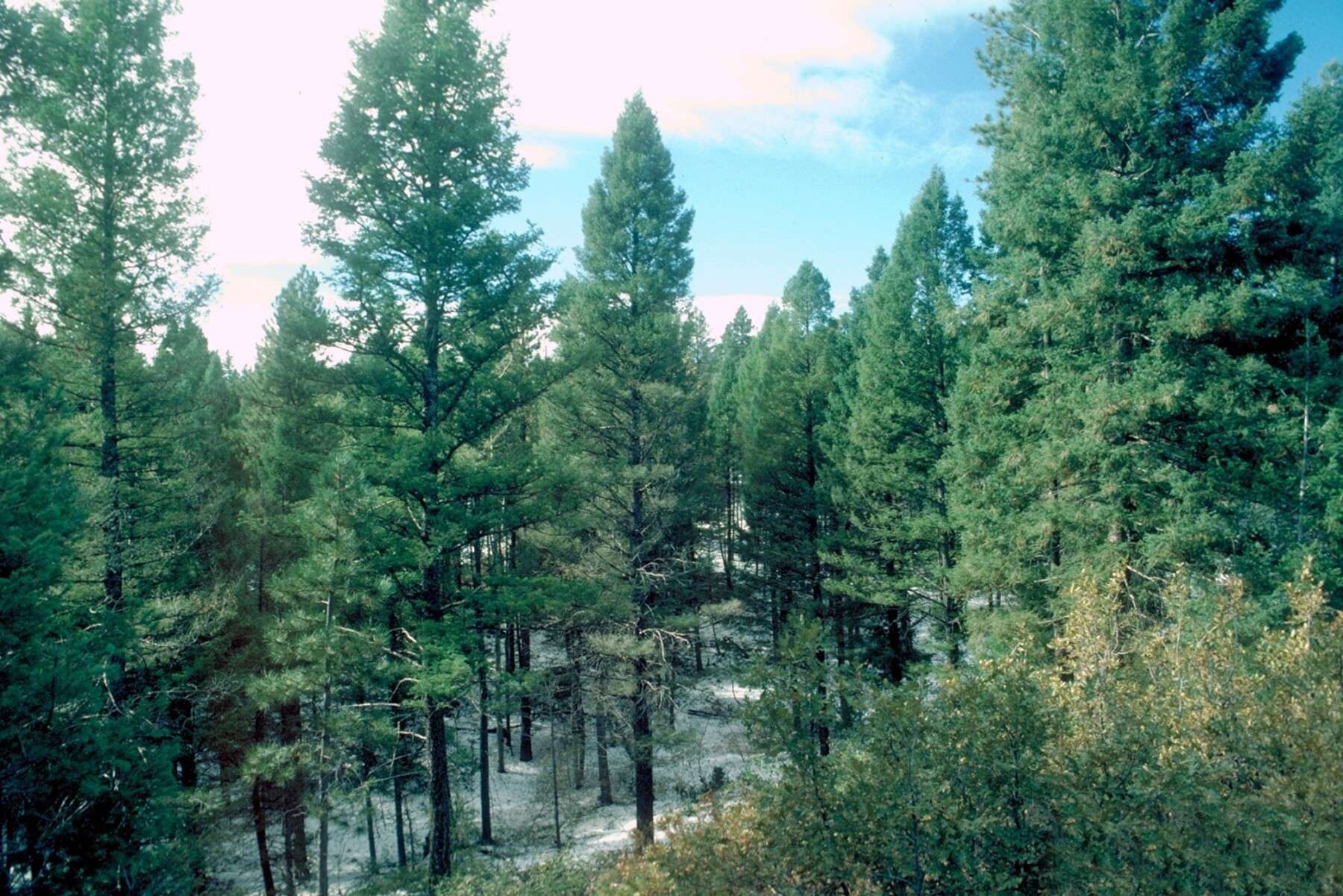 Douglas Fir forest