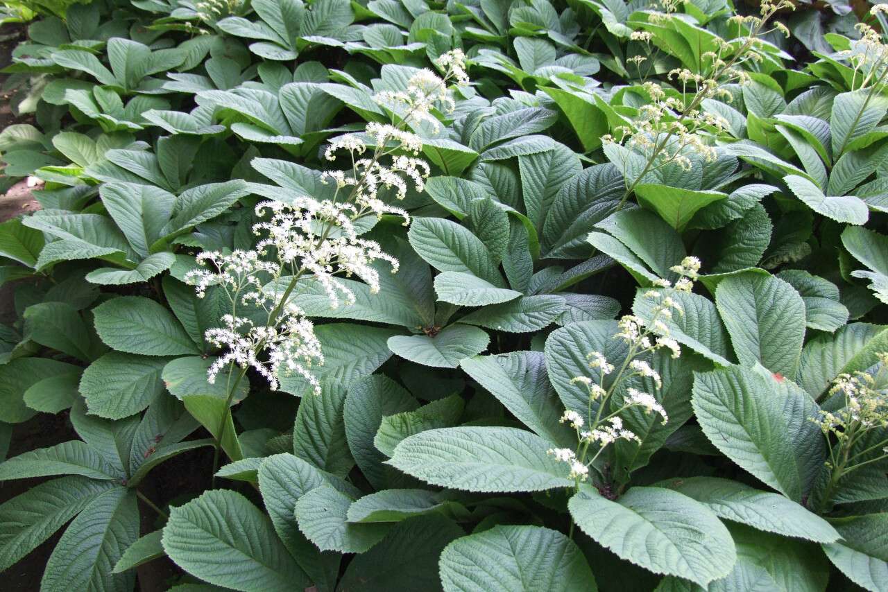 Rogersia aesculifolia