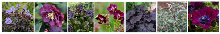 Dark purple with rich burgundy