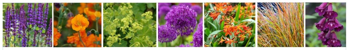 Deep purples and oranges with a hint of acidic green