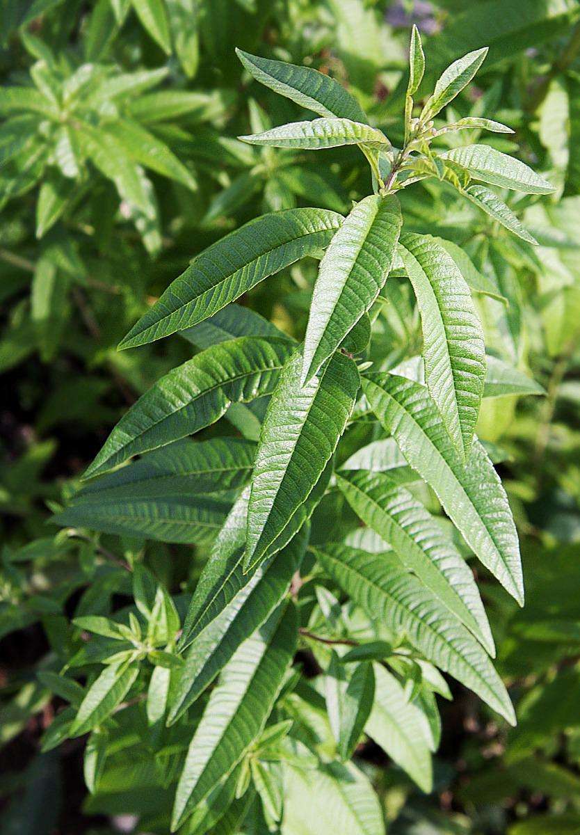 Lemon verbena