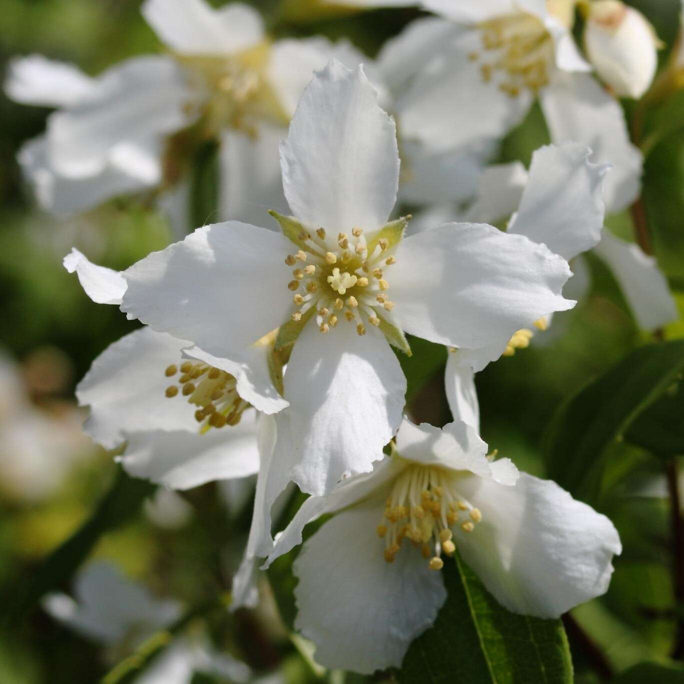 Philadelphus ‘Belle Etoile’