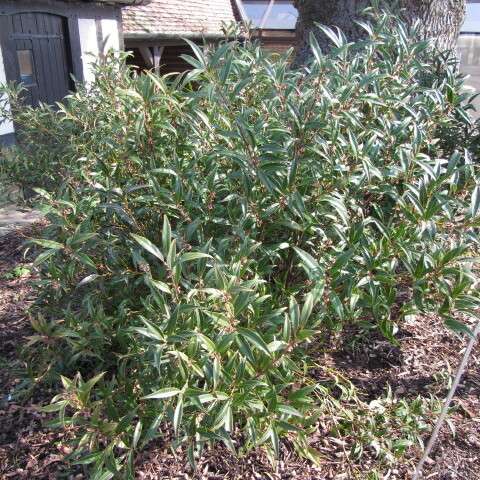 Sarcococca hookeriana var. digyna ‘Purple Stem’
