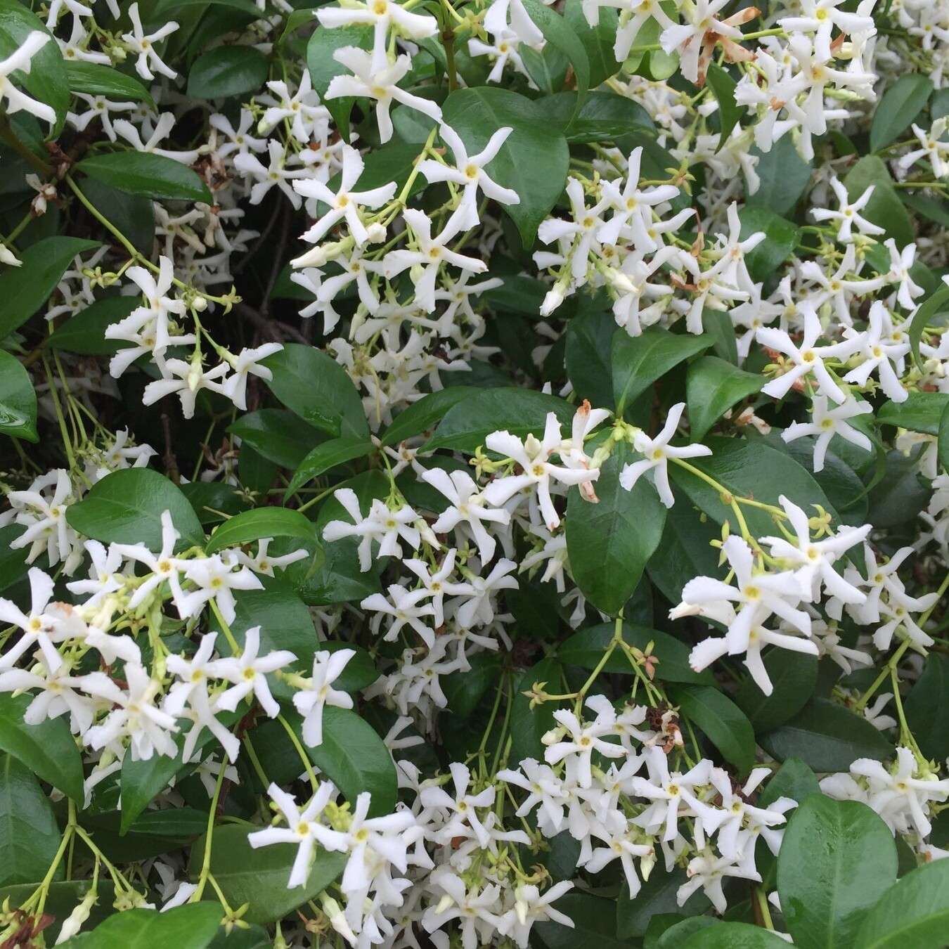 Trachelospermum jasminoides