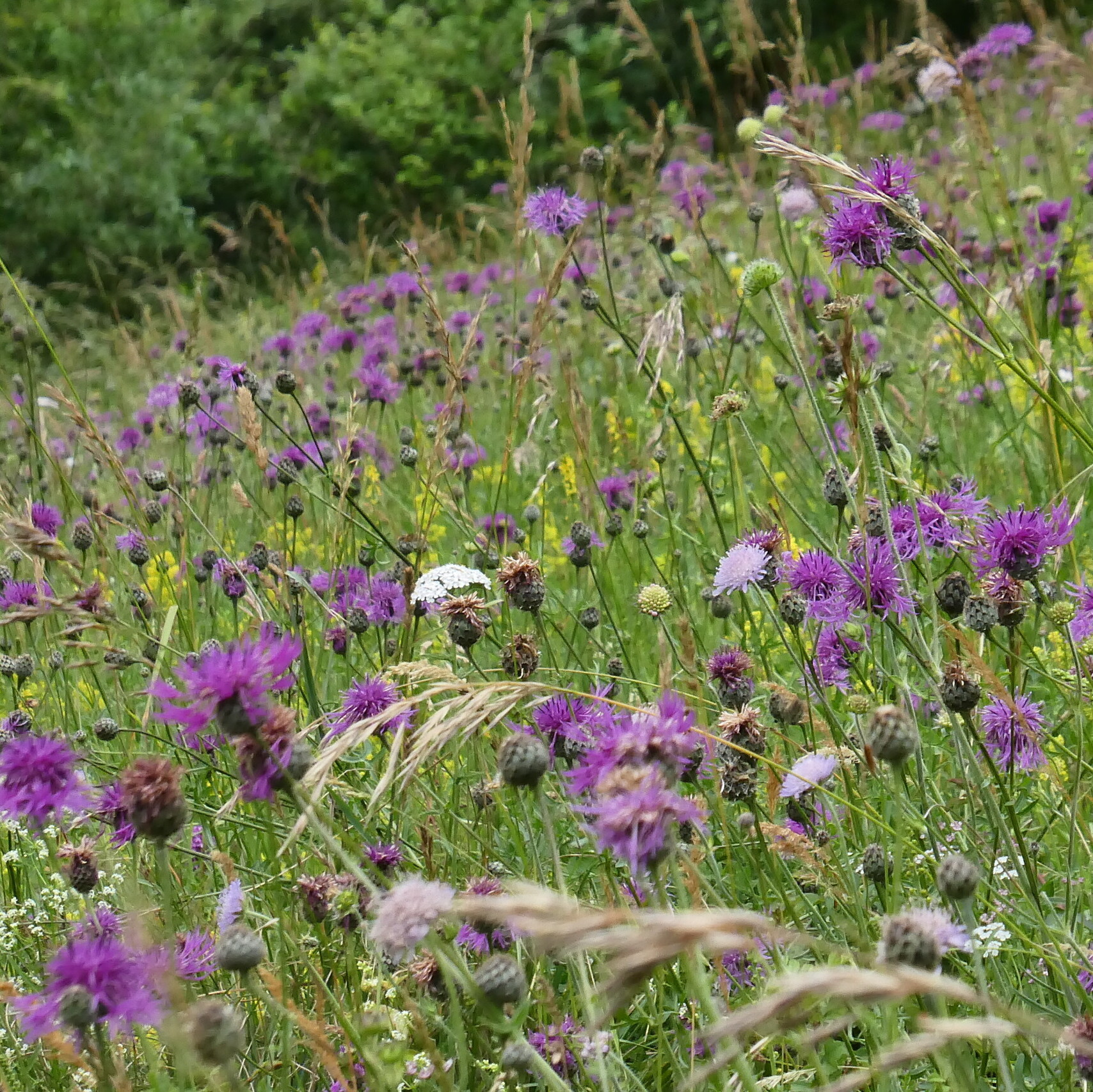 Creating A Wildflower Meadow – A Labour Of Love
