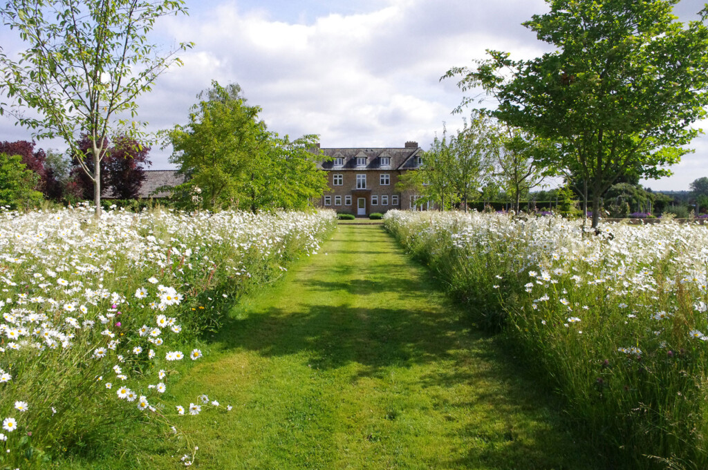 Establishing a Wildflower Meadow