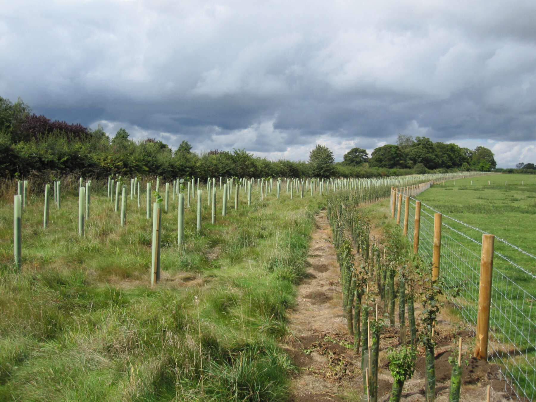 Nicholsons Forestry – Winter woodland planting