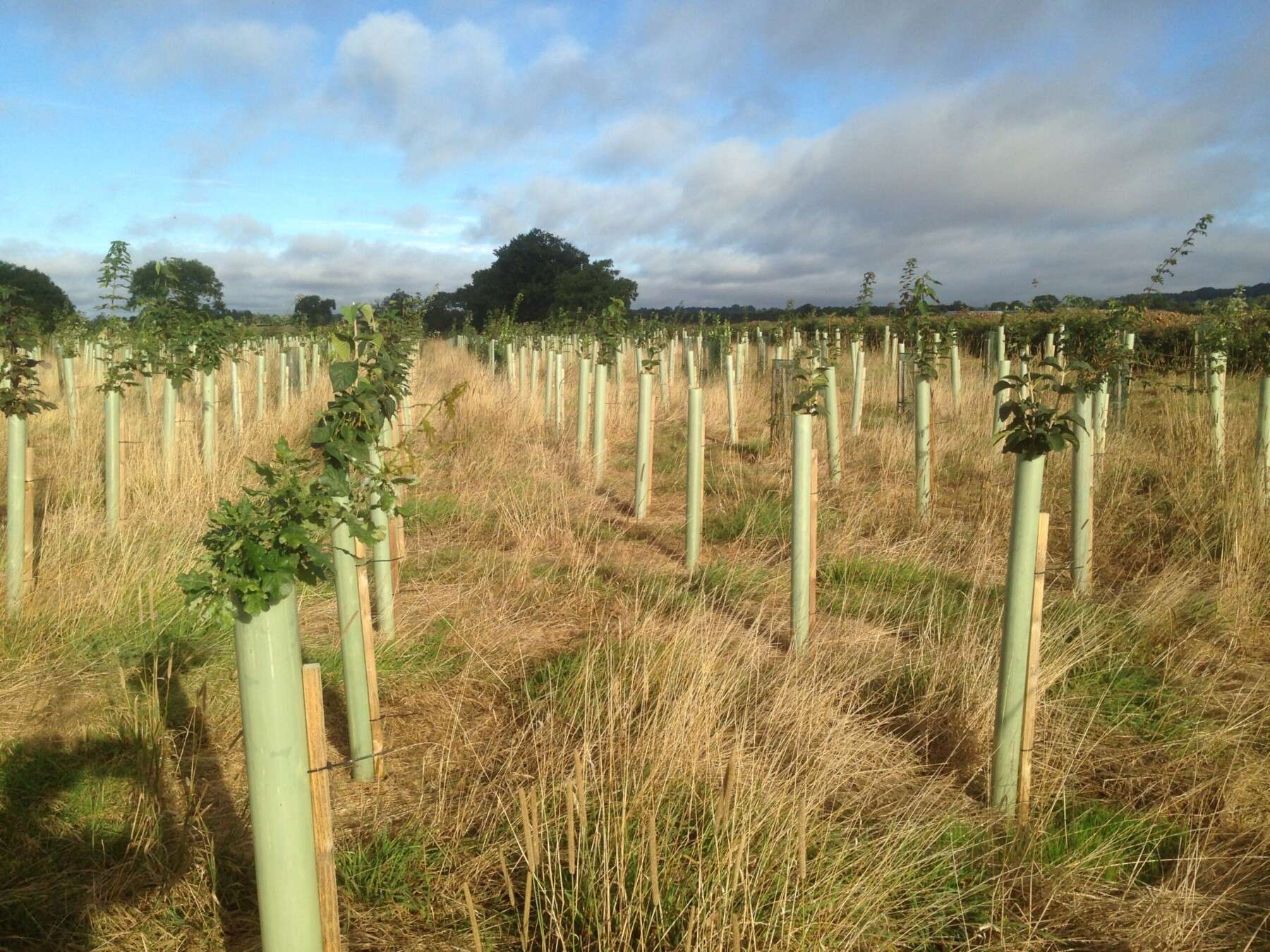 Nicholsons Forestry