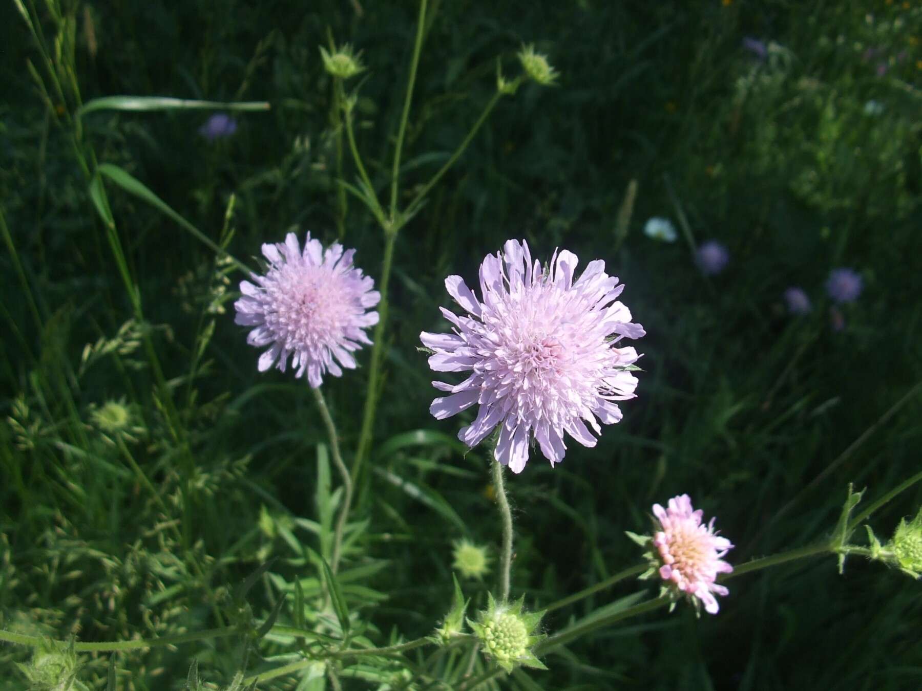plant-meadow-flower-purple-herb-botany-971936-pxhere.com