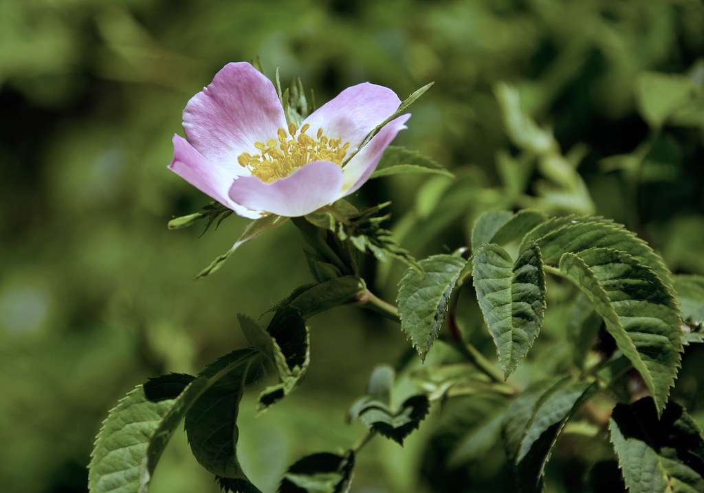 Dog Rose (Rosa canina)