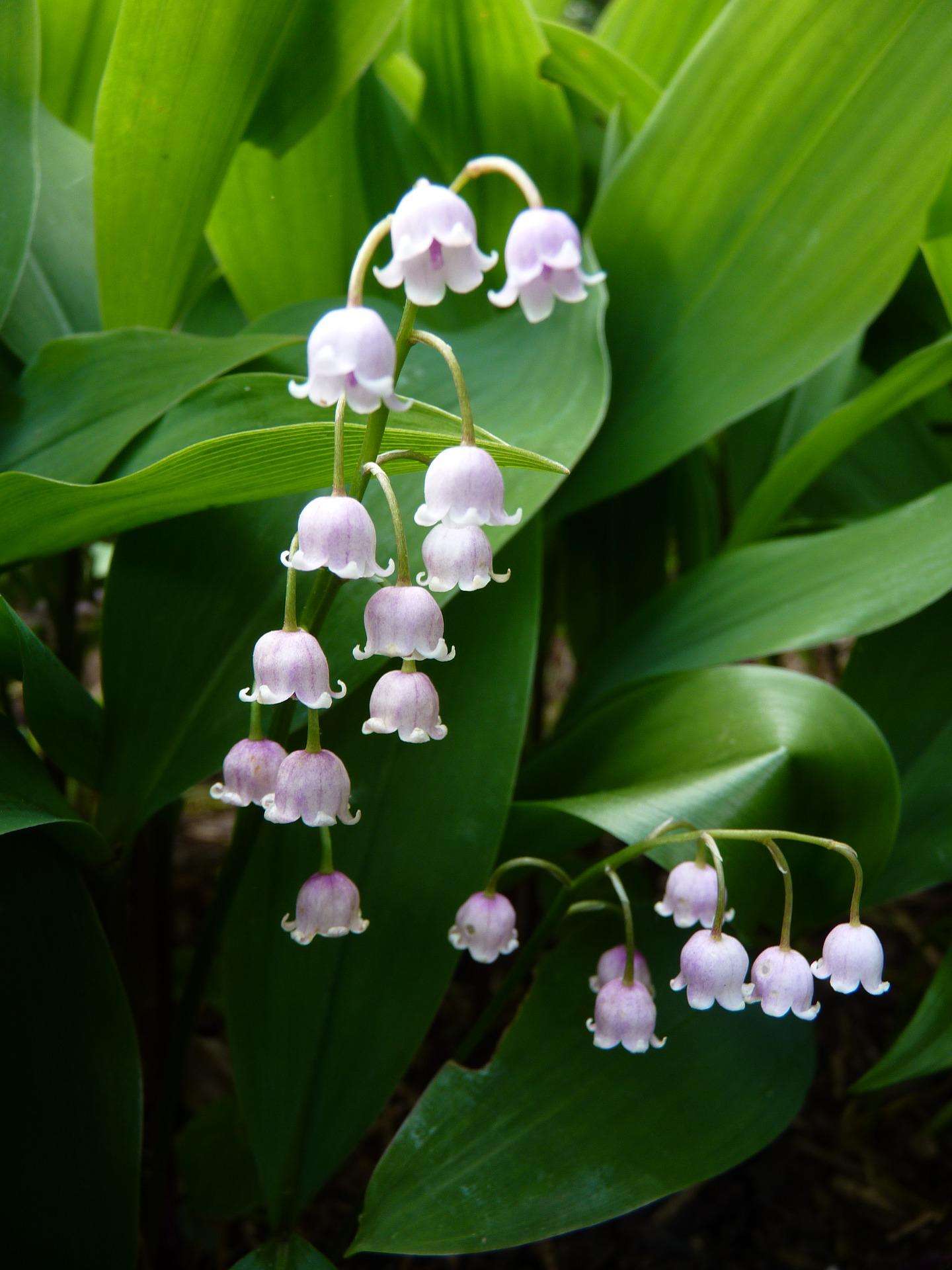 Lily of the valley