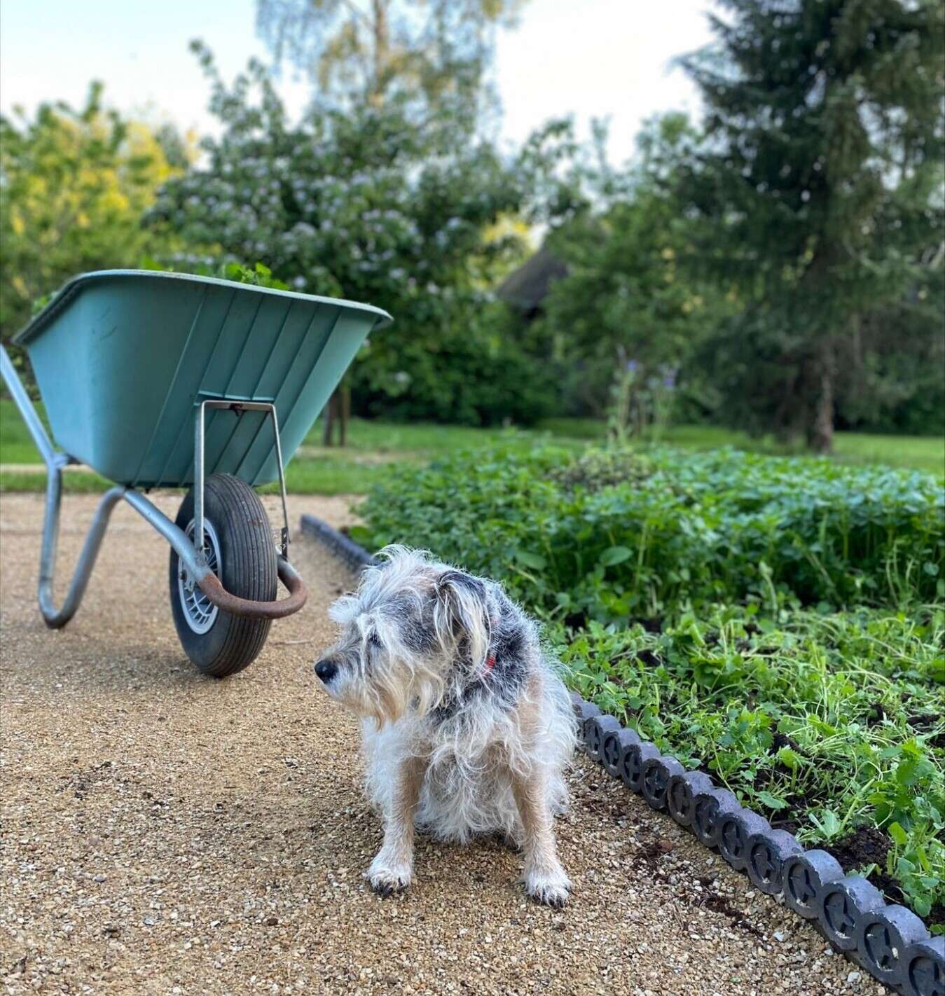 Molly rather bored harvesting nettles for Nettle tea plant food
